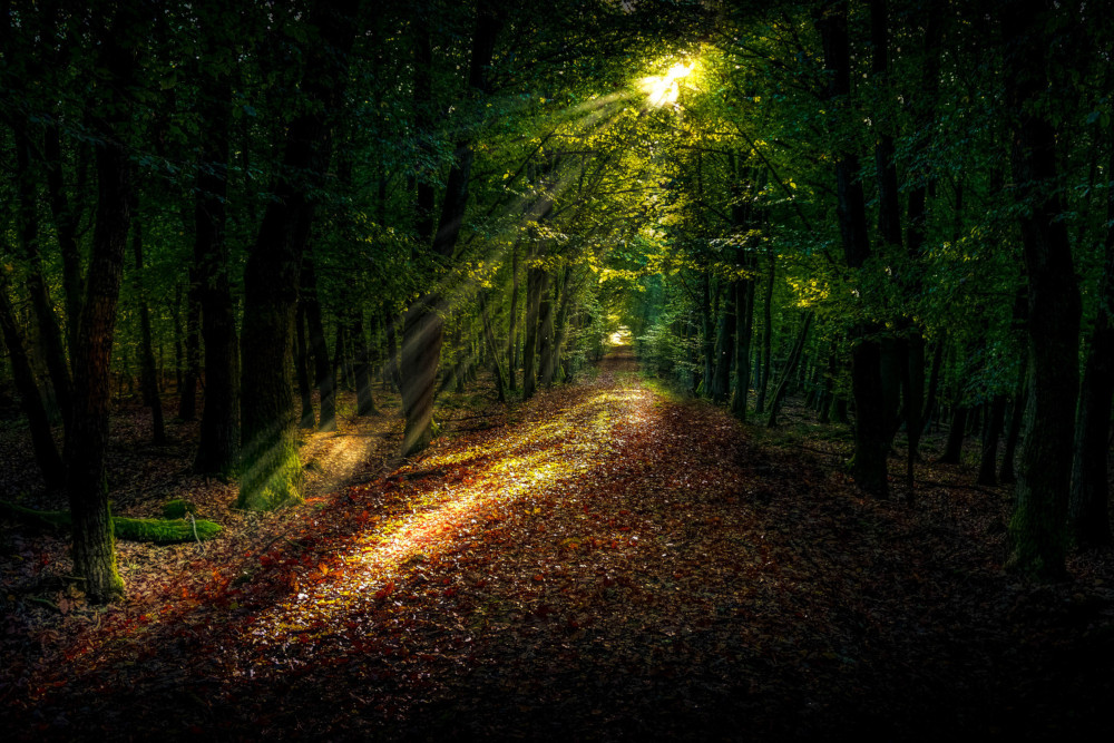 CMFC. Path through the trees.